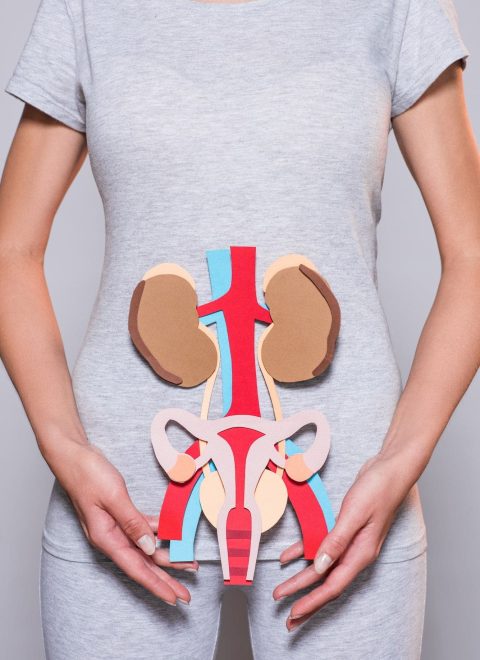 cropped shot of woman with paper made human internal organs and female reproductive system on grey